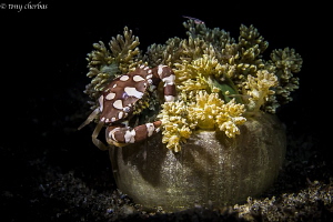 Harlequin Crab in his Anemone home by Tony Cherbas 
